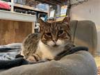 Adopt Meatloaf a Domestic Shorthair / Mixed (short coat) cat in Columbus