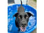 Adopt Lucky Havard a Black - with White Labrador Retriever / Australian Cattle