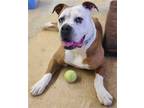 Adopt Violet Beauregarde Lonestar a Tan/Yellow/Fawn - with White Boxer / Mixed