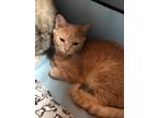 Adopt Cinnamon RPS a Orange or Red Tabby Domestic Shorthair / Mixed (short coat)