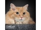 Adopt Rosie a Orange or Red Domestic Longhair / Mixed (long coat) cat in