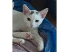 Adopt Loki - Petsmart Foster Home a White (Mostly) Domestic Shorthair / Mixed