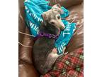 Adopt Rudy a Dachshund / Mixed dog in Weston, FL (37925452)