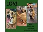 Adopt LOKI a Brown/Chocolate - with White Boxer / Mixed dog in Lawton