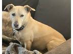 Adopt Poppy a Tan/Yellow/Fawn - with White Dachshund / Labrador Retriever dog in