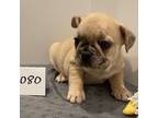 French Bulldog Puppy for sale in Fairmont, WV, USA