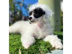 Toy poodle male