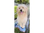 Adopt Ace a Golden Retriever / Poodle (Miniature) / Mixed dog in Davie