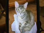 Adopt Little Bit a Domestic Mediumhair / Mixed cat in San Antonio, TX (37891726)