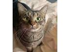 Adopt Miss Kitty a Gray, Blue or Silver Tabby American Shorthair / Mixed (short
