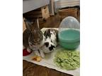 Adopt Peabody and Bambi a Multi Other/Unknown / Mixed (short coat) rabbit in