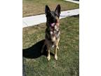 Adopt Jasper a Brown/Chocolate - with Black German Shepherd Dog / Mixed dog in