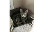 Adopt Nugget (FCID# 02/14/2023 - 148) C a Brown Tabby Domestic Shorthair / Mixed