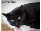 Adopt Lady Godiva (DSH) (FCID# 02/27/2023-52 Trainer) C a All Black Domestic