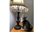 Adopt Regina a Domestic Shorthair / Mixed (short coat) cat in Richland Hills