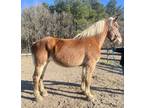 Blonde Belgian mare