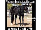 Okey Dokey Dale Bred!!! Barrel Horse, Ranch, Trail Horse, Online Auction!