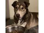 Adopt Ruben JuM a Husky / Mixed Breed (Large) / Mixed dog in St Louis