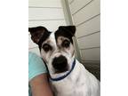 Adopt Spotz ~ a Rat Terrier / Jack Russell Terrier / Mixed dog in Columbia