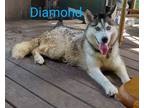 Adopt Diamond Marie a Black - with White Husky / Mixed dog in Jacksonville