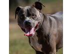 Adopt Quint JuM a Black Pit Bull Terrier / Mixed Breed (Medium) / Mixed dog in