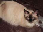 ragdoll kittens for sale