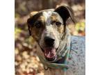 Adopt Forrest a Hound (Unknown Type) / Mixed dog in Osage Beach, MO (38016396)