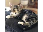 Adopt April (V) a Brown Tabby Domestic Shorthair / Mixed (short coat) cat in