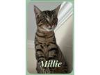 Adopt Millie 6602 a Domestic Shorthair / Mixed cat in Dallas, TX (37948703)