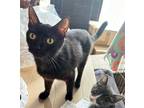 Adopt Mochi #retired-panhandler a Black (Mostly) Domestic Shorthair / Mixed