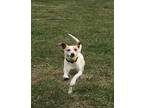 Adopt Luna aka Brenda's Betty a Tan/Yellow/Fawn - with White Jack Russell