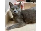Adopt Gloria a Domestic Shorthair cat in Venus, TX (37922042)