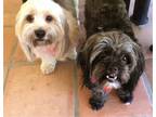 Adopt Ozzie & Oreo a Black - with Gray or Silver Shih Tzu / Havanese / Mixed dog