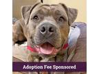 Adopt Maui a Brindle - with White Pit Bull Terrier / Mixed dog in Walnut Creek