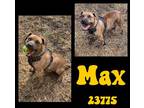 Adopt Maximus - $55 Adoption Fee Special a Brindle American Staffordshire