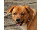 Adopt Mylee (LOW FEE!) a Red/Golden/Orange/Chestnut - with White Labrador
