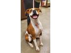 Adopt Rima a Red/Golden/Orange/Chestnut - with White Boxer / Mixed dog in