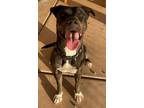 Adopt **DAISY a Black - with Brown, Red, Golden, Orange or Chestnut American Pit