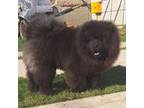 Chow Chow Puppy for sale in Westernport, MD, USA