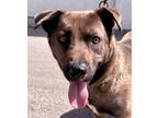 Adopt URGENT! Foster or Adopt a Brown/Chocolate - with White German Shepherd Dog