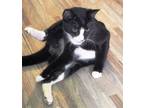 Adopt Oreo a Black & White or Tuxedo Domestic Shorthair / Mixed (short coat) cat