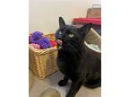Adopt Kodak a All Black Domestic Shorthair / Mixed (short coat) cat in Devon
