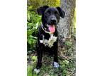 Adopt PUPPY BREE a Black - with White Labrador Retriever / Mixed dog in