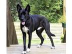 Adopt WESLEY - PTSD DOG a Black - with White Shepherd (Unknown Type) / Labrador