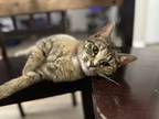 Adopt Pimiento a Brown Tabby Domestic Shorthair / Mixed (short coat) cat in