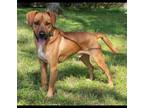 Adopt RICKY RICARDO a Beagle / Mixed dog in Franklin, TN (37858471)