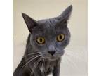 Adopt WILLOW a Gray or Blue (Mostly) Domestic Shorthair / Mixed (short coat) cat