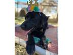 Adopt Lily a Black Chow Chow / Labrador Retriever / Mixed dog in Ventura