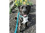 Adopt Rocky a Black - with White Boxer / Brittany / Mixed dog in Rockaway