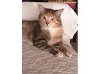 Adopt Lolita a Tortoiseshell Domestic Shorthair / Mixed (short coat) cat in West